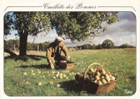 Lot_736_Cueillette des pommes